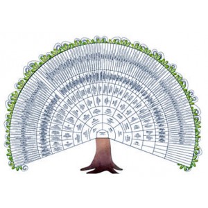 Arbre demi-roue 8 générations