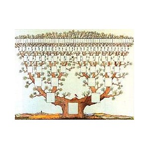 Arbre 7 générations - Oiseau
